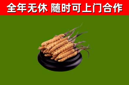 福州回收散虫草